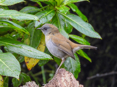 Catharus gracilirostris