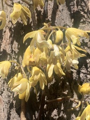 Erythrorchis cassythoides