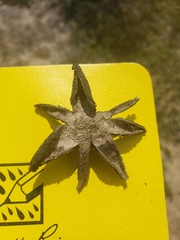 Astraeus hygrometricus
