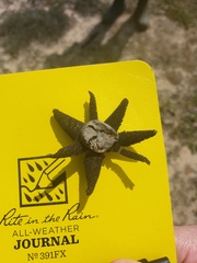Astraeus hygrometricus