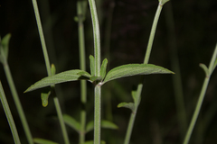 Salvia lavanduloides