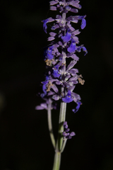 Salvia lavanduloides