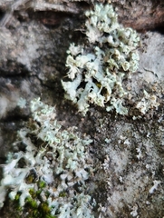 Physcia adscendens