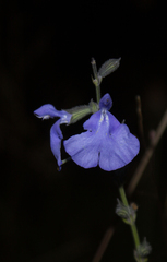 Salvia reptans