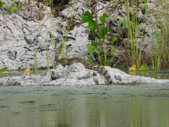 Crocodylus moreletii