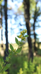 Solidago petiolaris