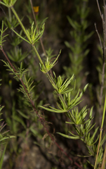 Dyssodia tagetiflora