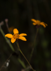 Dyssodia tagetiflora