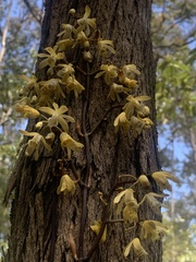 Erythrorchis cassythoides