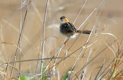 Cisticola exilis