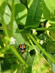 Asopinae