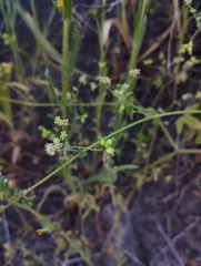 Bowlesia tropaeolifolia