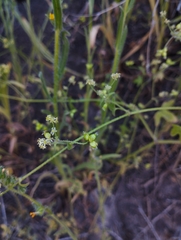 Bowlesia tropaeolifolia