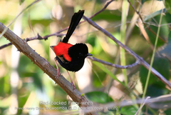 Malurus melanocephalus