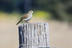 Cincloramphus mathewsi