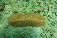 Ctenactis echinata