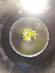 Bowlesia tropaeolifolia