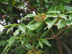 Photinia niitakayamensis