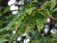 Photinia niitakayamensis
