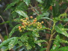Photinia niitakayamensis
