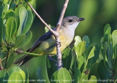 Mangrove Golden Whistler photo 2