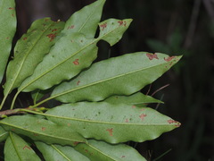 Photinia niitakayamensis