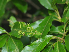 Photinia niitakayamensis