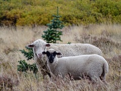 Ovis aries