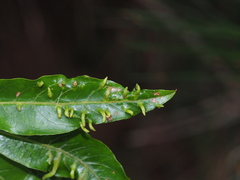 Photinia niitakayamensis