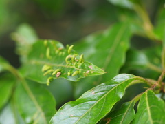 Photinia niitakayamensis