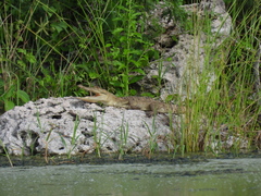 Crocodylus moreletii