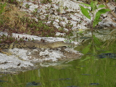 Crocodylus moreletii
