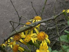 Proscopiidae