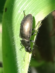 Bothrotes canaliculatus