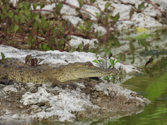 Crocodylus moreletii