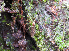 Nephrotoma ferruginea