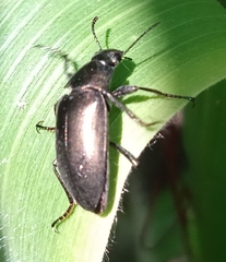 Bothrotes canaliculatus