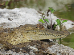 Crocodylus moreletii