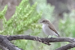 Microeca fascinans