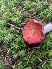 Russula emetica