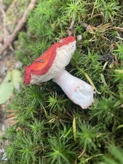 Russula emetica