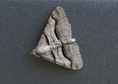 Digrammia continuata