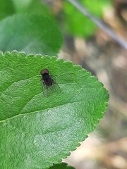 Lindneromyia