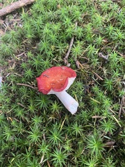 Russula emetica