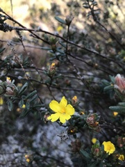 Hibbertia sericea