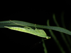 Tropidomantis gressitti