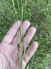 Andropogon virginicus