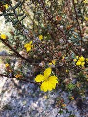 Hibbertia sericea