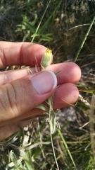 Heterotheca camporum