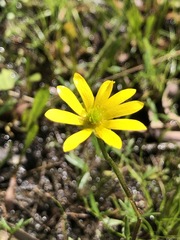 Ranunculus glabrifolius
